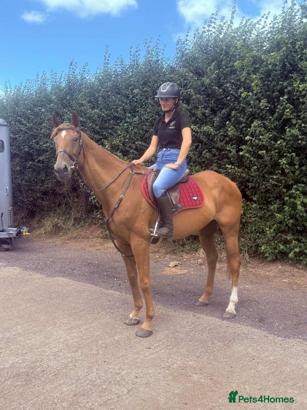 English Thoroughbred horses for sale: Flo - super teenagers allrounder  - Image 1