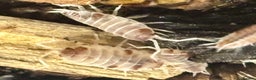 Isopods invertebrates for sale: Mixed types Isopods available Ridgeback Rollers  - Advert 6