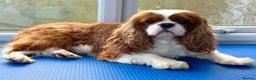 Cavalier King Charles Spaniel dogs for stud: KC Reg Health Tested Excellent Pedigrees for STUD in Nottingham - Advert 2