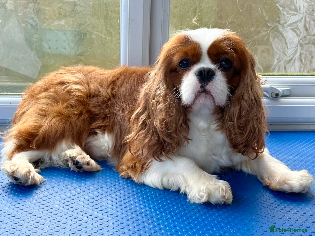 Cavalier King Charles Spaniel dogs for stud: KC Reg Health Tested Excellent Pedigrees for STUD in Nottingham - Advert 2