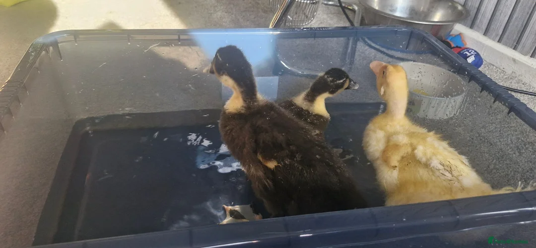 Ducks poultry for sale: Harley quinn cross aylesbury ducks - Advert 1