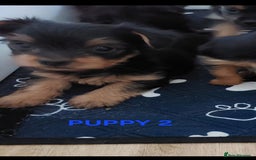 Yorkshire Terrier dogs for sale: YORKSHIRE TERRIER PUPPIES with OWN VET HEALTH CERT - Image 6