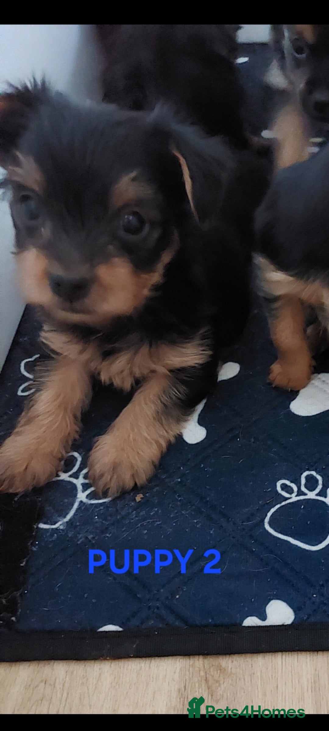Yorkshire Terrier dogs for sale: YORKSHIRE TERRIER PUPPIES with OWN VET HEALTH CERT - Image 6