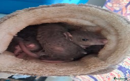 Rat rodents for sale: Mixed Litter for sale! - Image 5