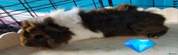 Guinea Pig rodents for sale: Beautiful funky guinea pigs - Advert 27