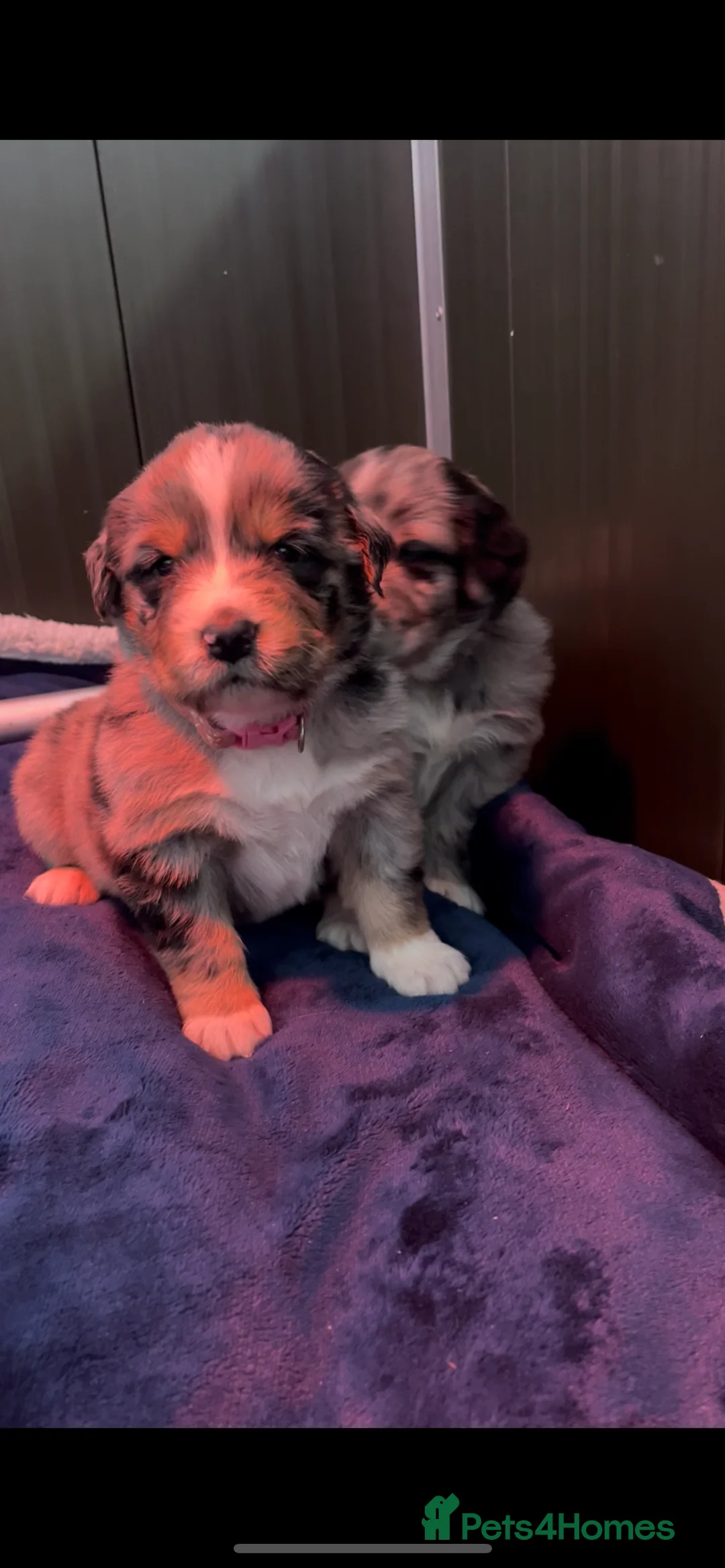 Mixed Breed dogs for sale: Australian Shepherd x Golden Retriever Merle&black - Advert 4