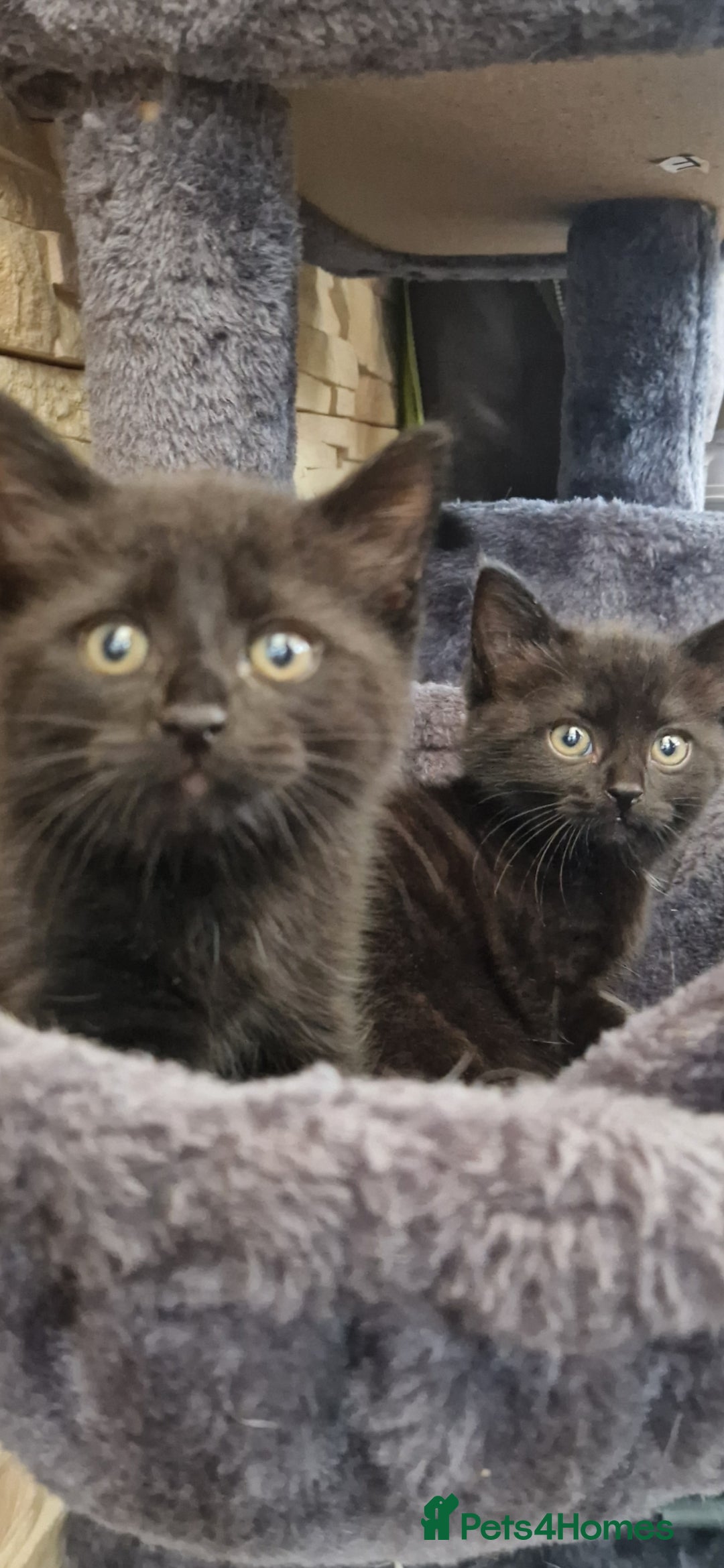 Mixed Breed cats for sale: Kittens - Advert 15