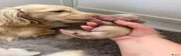 Miniature Dachshund dogs for sale: 🍦CREAM KC LONGHAIR MINI DAXI GIRLS🌞 - Advert 1