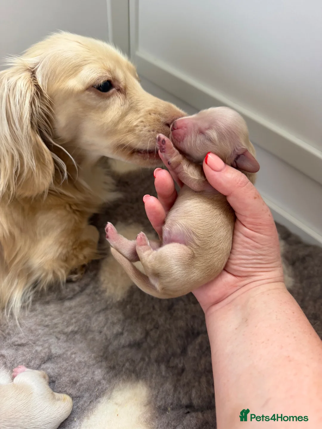 Miniature Dachshund dogs for sale: 🍦CREAM KC LONGHAIR MINI DAXI GIRLS🌞 - Advert 1