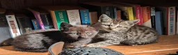Mixed Breed cats for sale: Gorgeous Kittens Ready for their new homes now.  - Advert 22