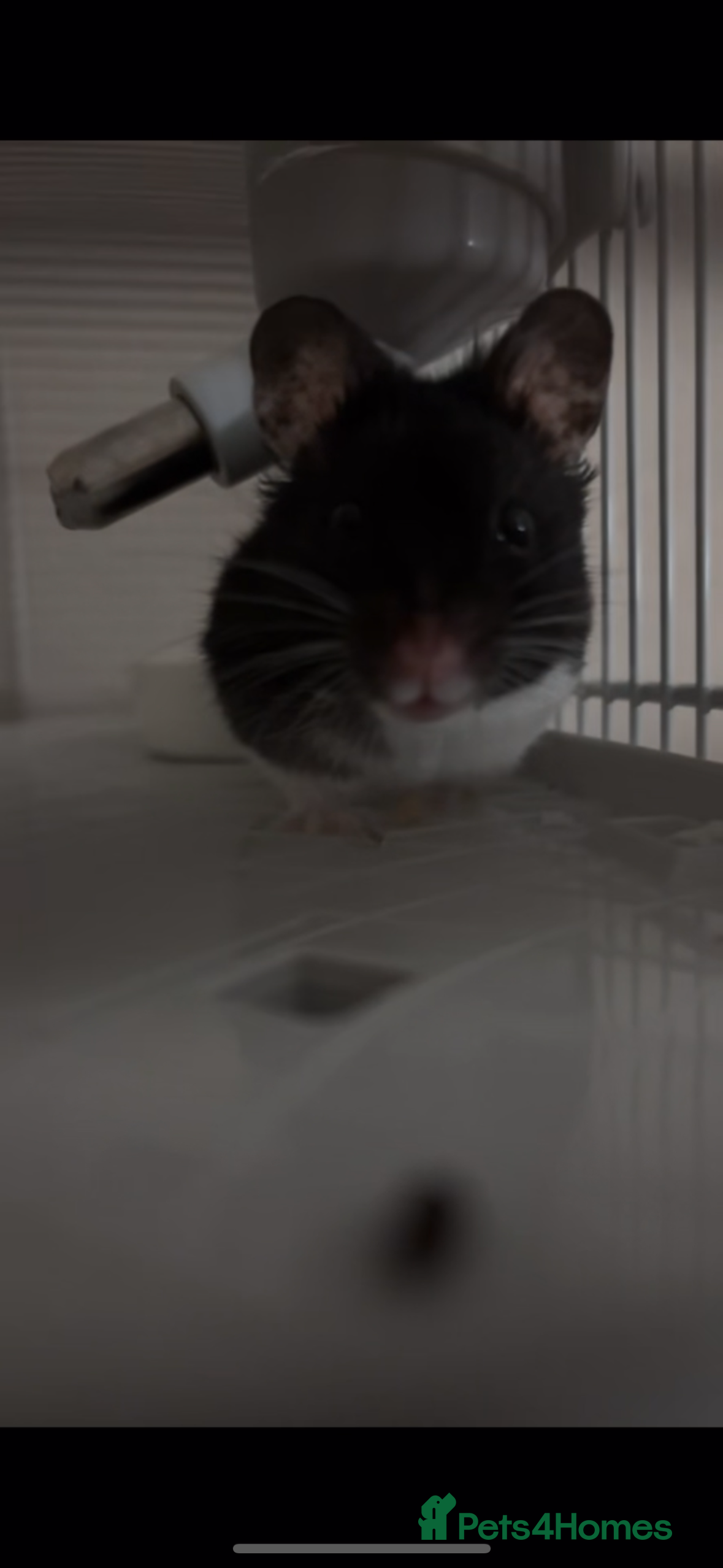 Hamster rodents Male Syrian Hamster  - Advert 5