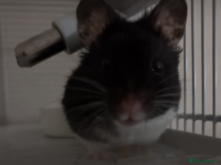 Hamster rodents Male Syrian Hamster - Advert 5