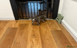 French Bulldog dogs for sale: Fluffy blue French bulldog boy - Advert 5