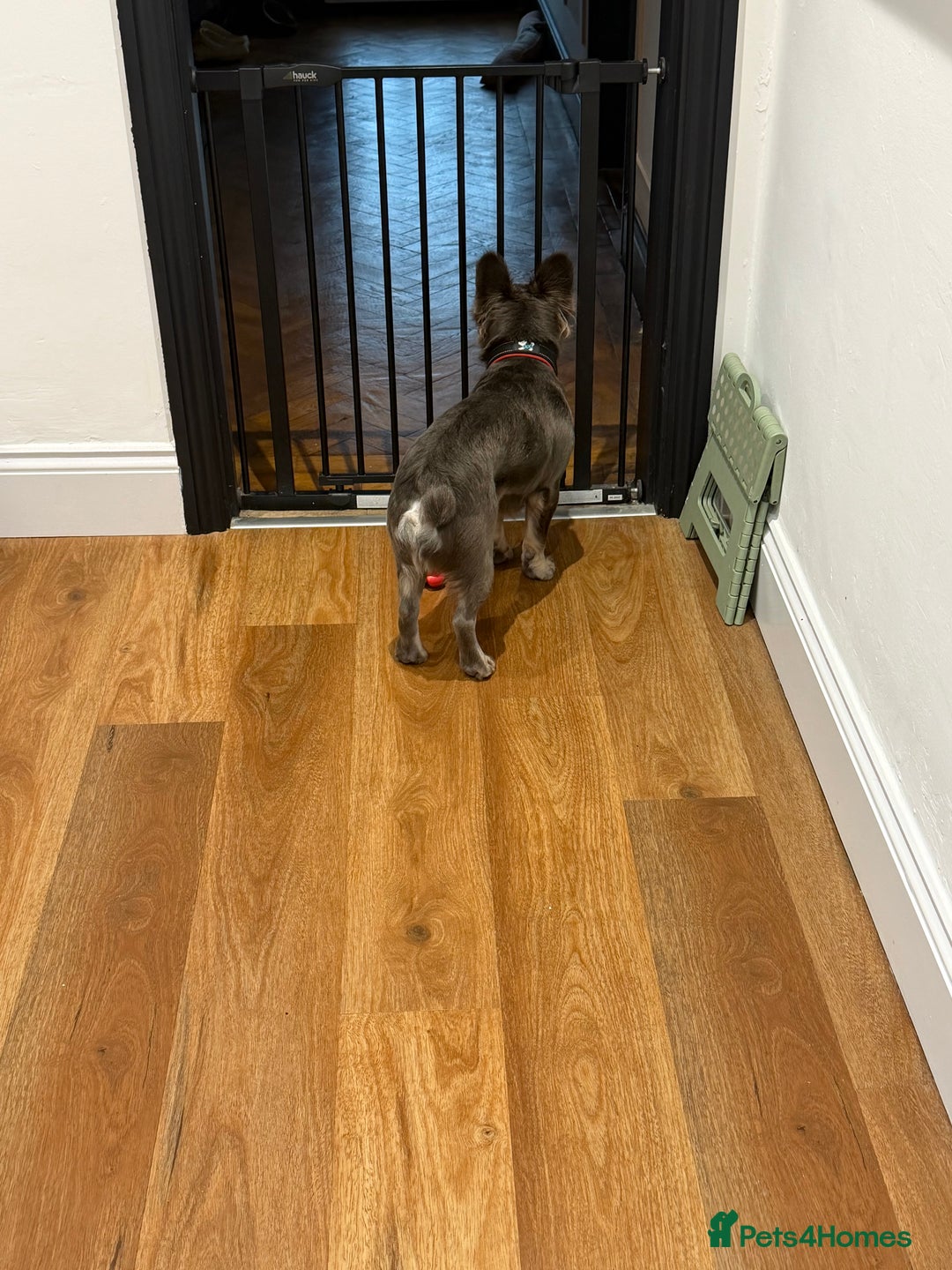 French Bulldog dogs for sale: Fluffy blue French bulldog boy - Advert 5