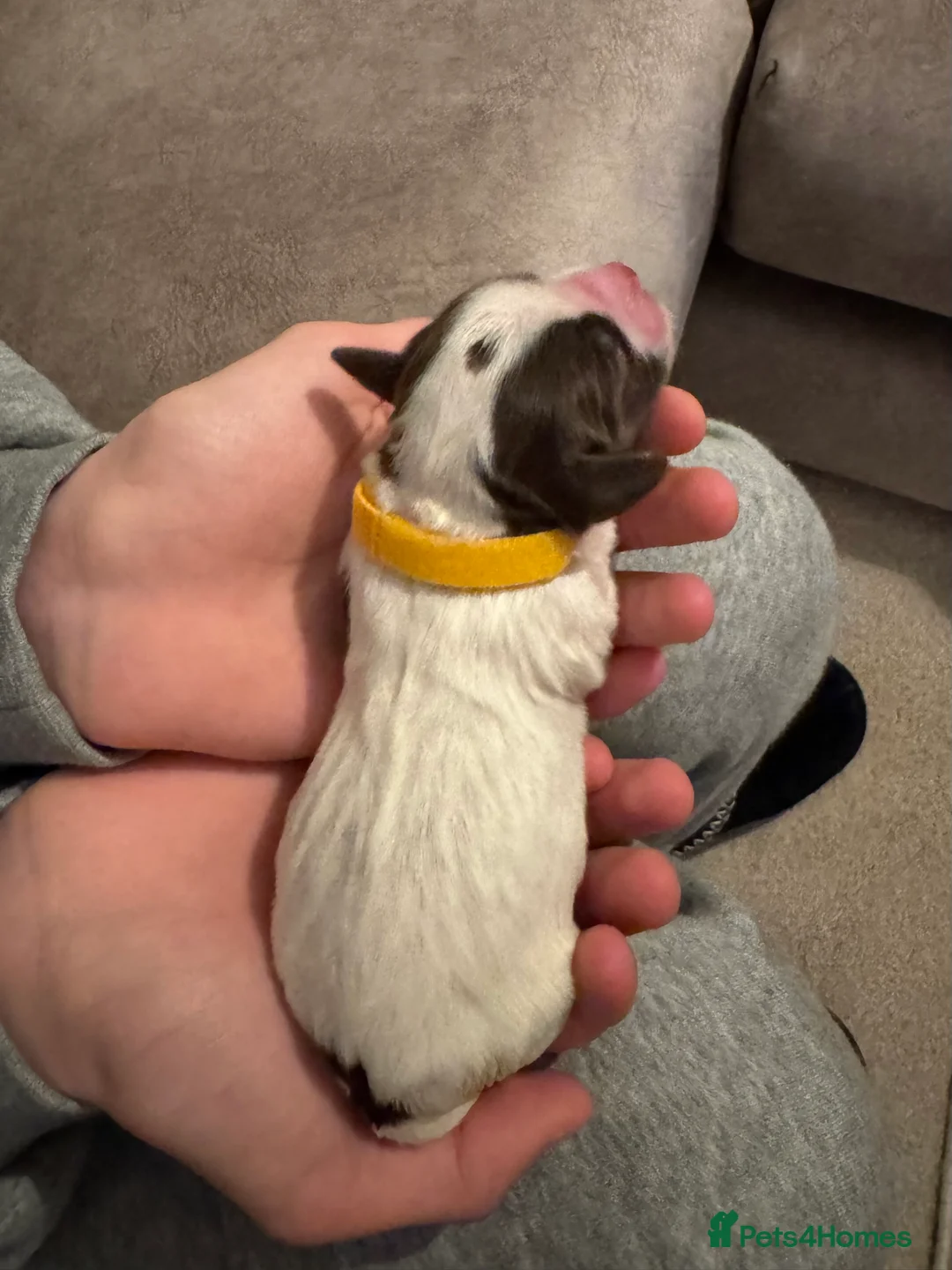 English Springer Spaniel dogs for sale: Adorable KC Registered Springer Spaniel Puppies - Advert 15