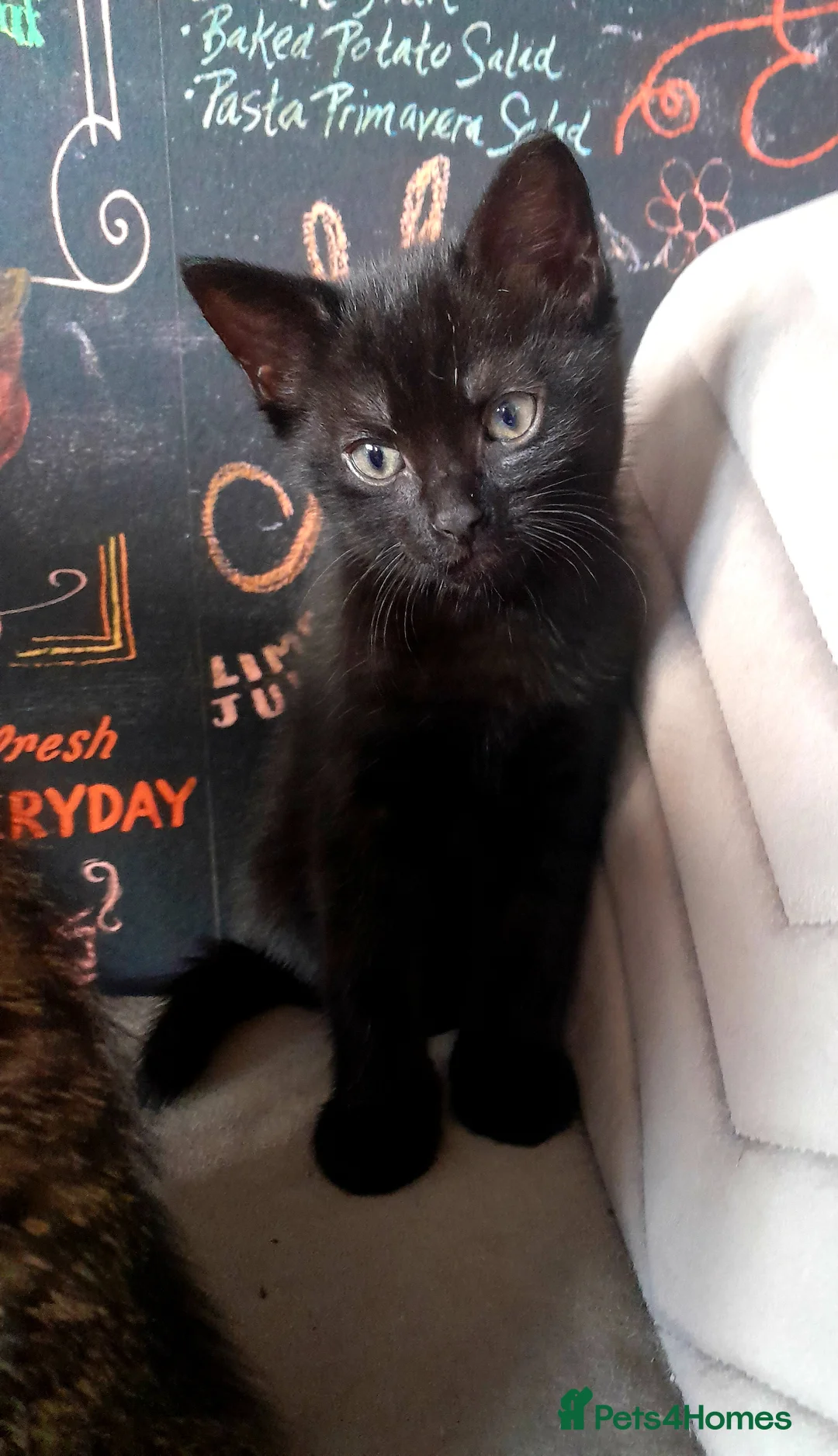 British Shorthair cats for sale: Beautiful kitty's for sale - Advert 9