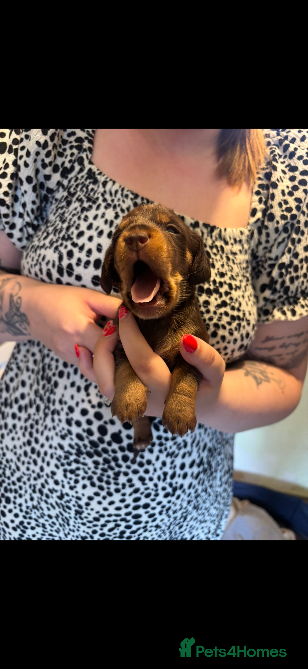 Mixed Breed dogs for sale: Dorkie Puppies  - Image 6