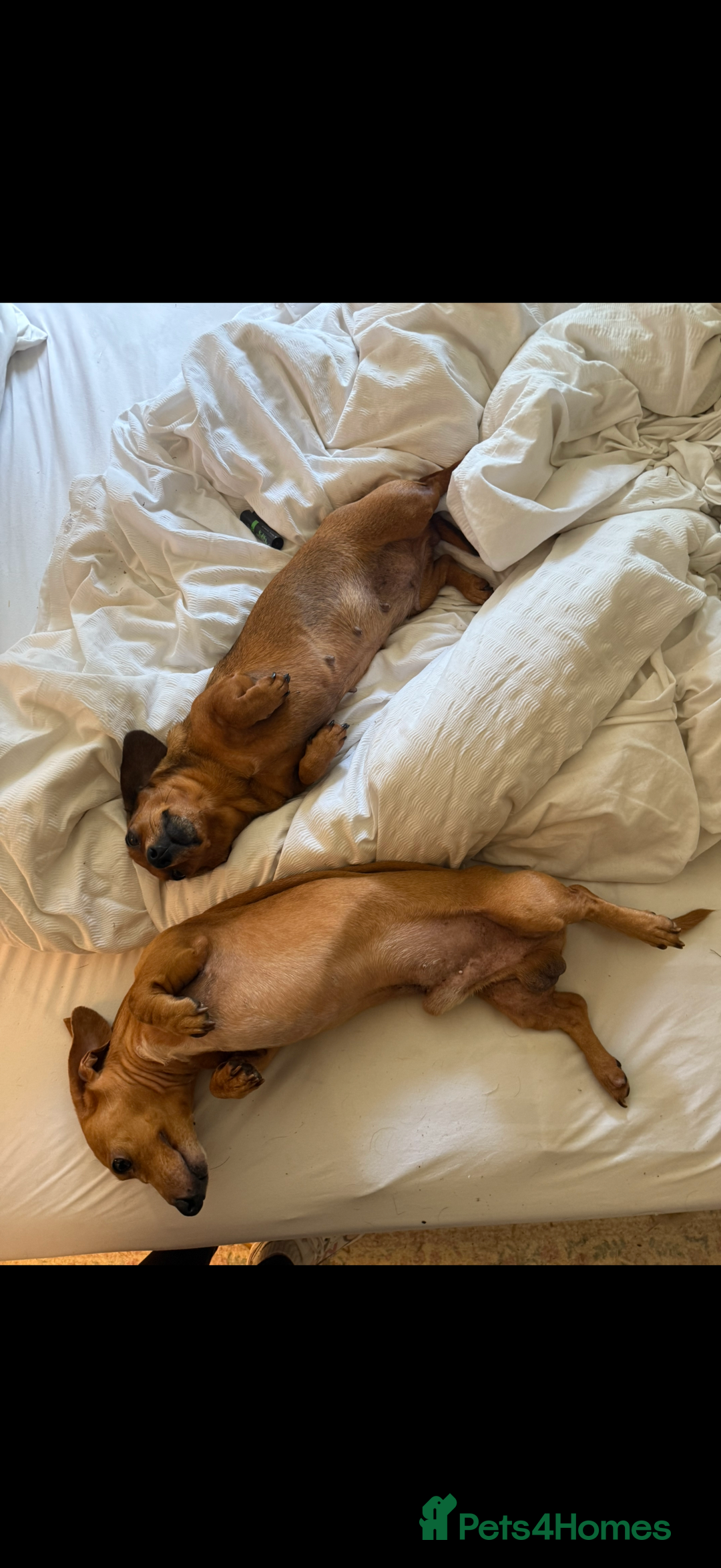 Miniature Dachshund dogs for sale: two gorgeous miniature dachshund puppies - Image 11