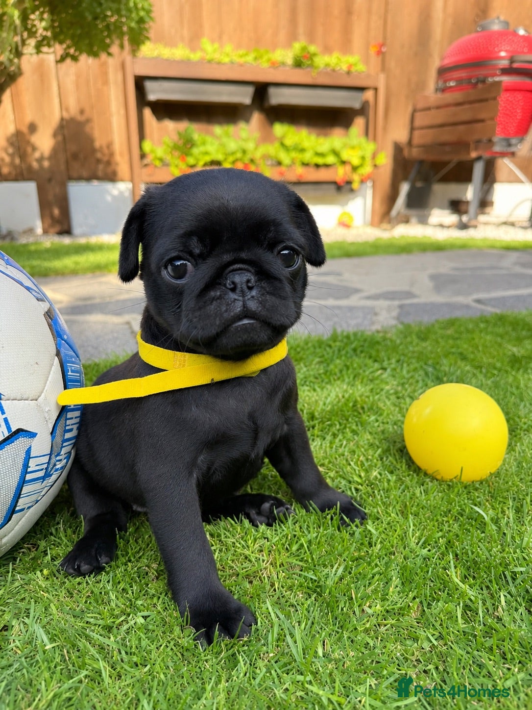 Pug dogs Only one girl left. Sale❤️Pug Puppies🥰 - Advert 1