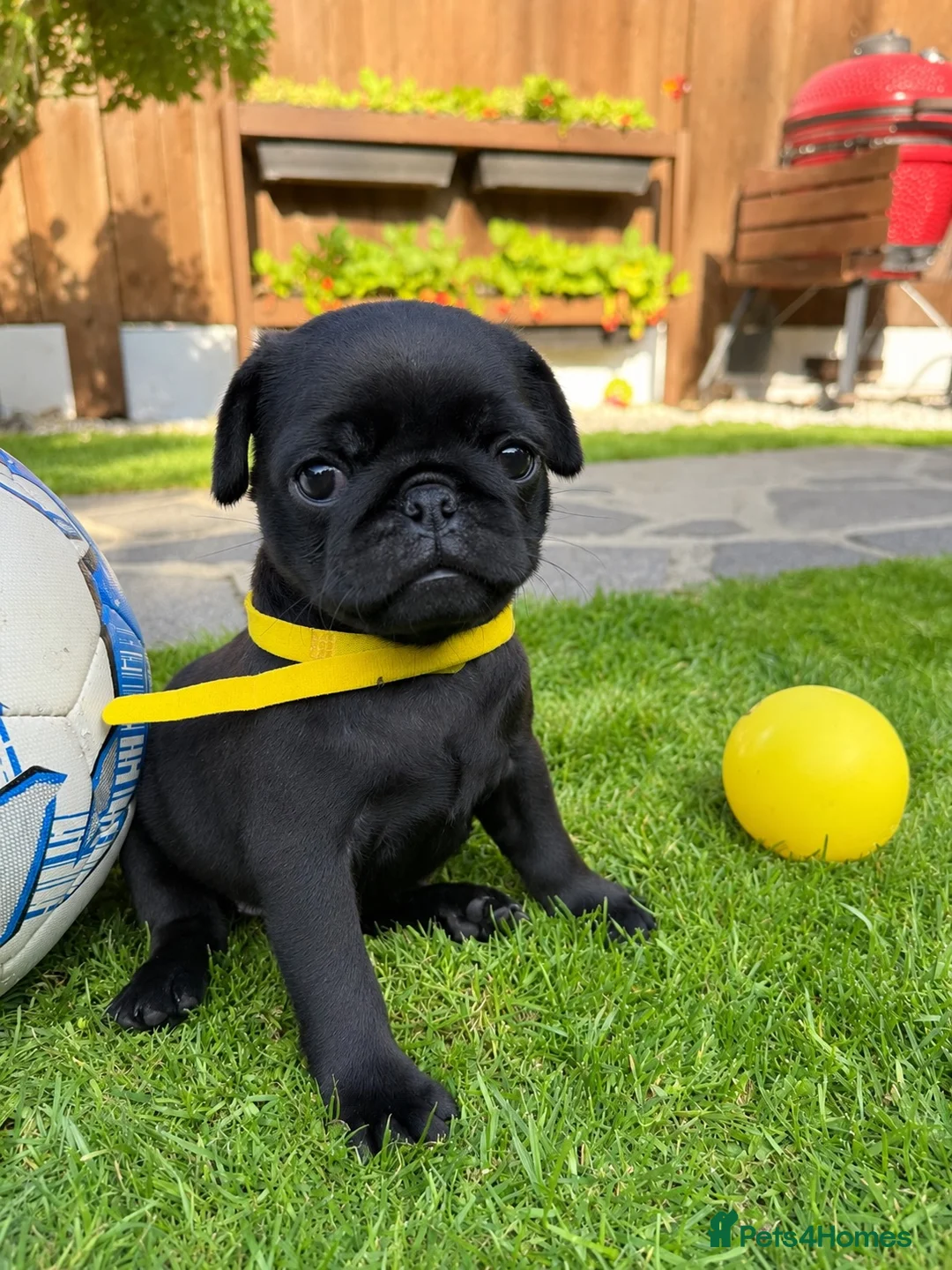 Pug dogs for sale: Only one girl left. Sale❤️Pug Puppies🥰 - Advert 2