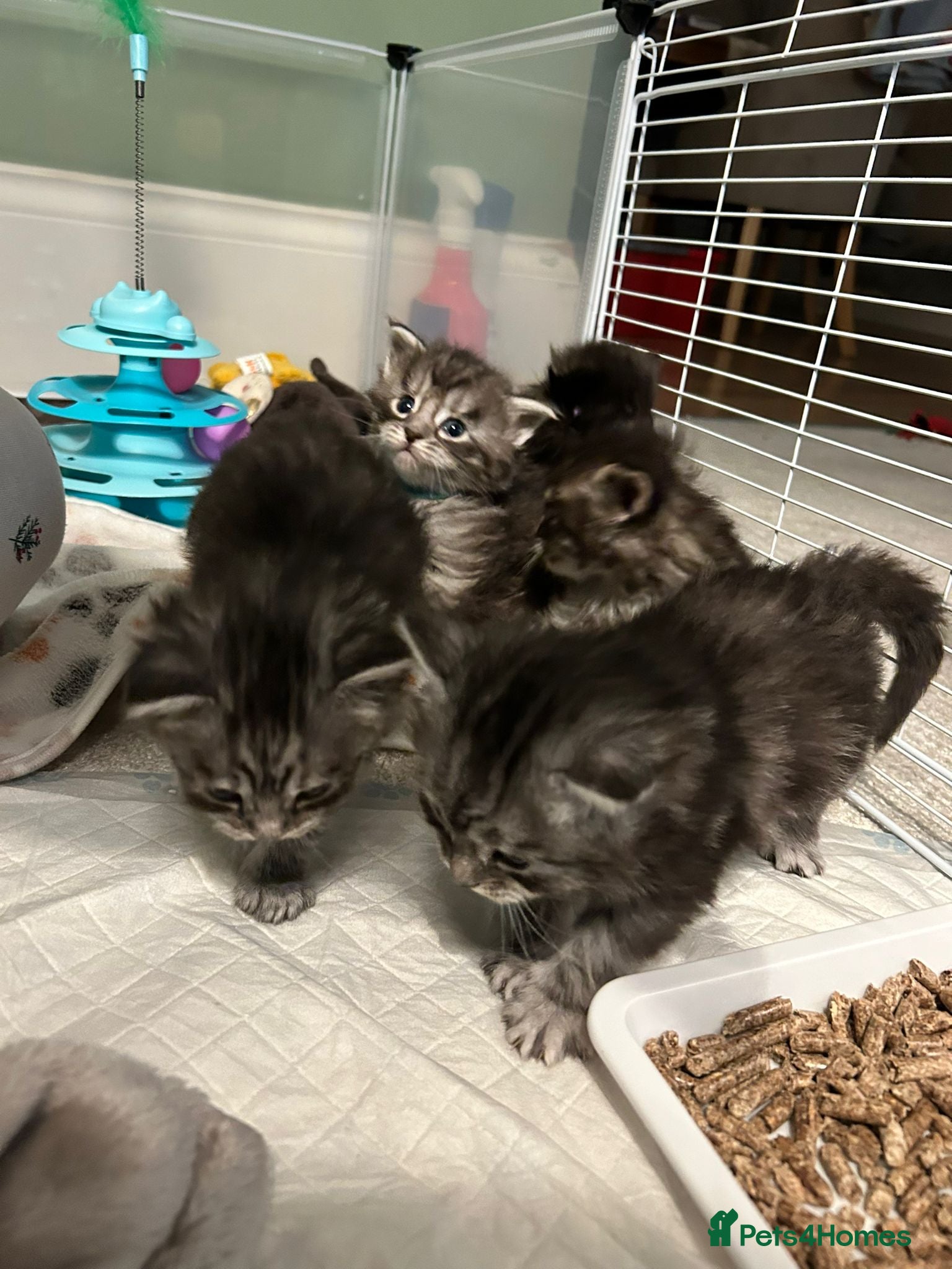 Maine Coon cats Beautiful Maine coon kittens - Advert 14