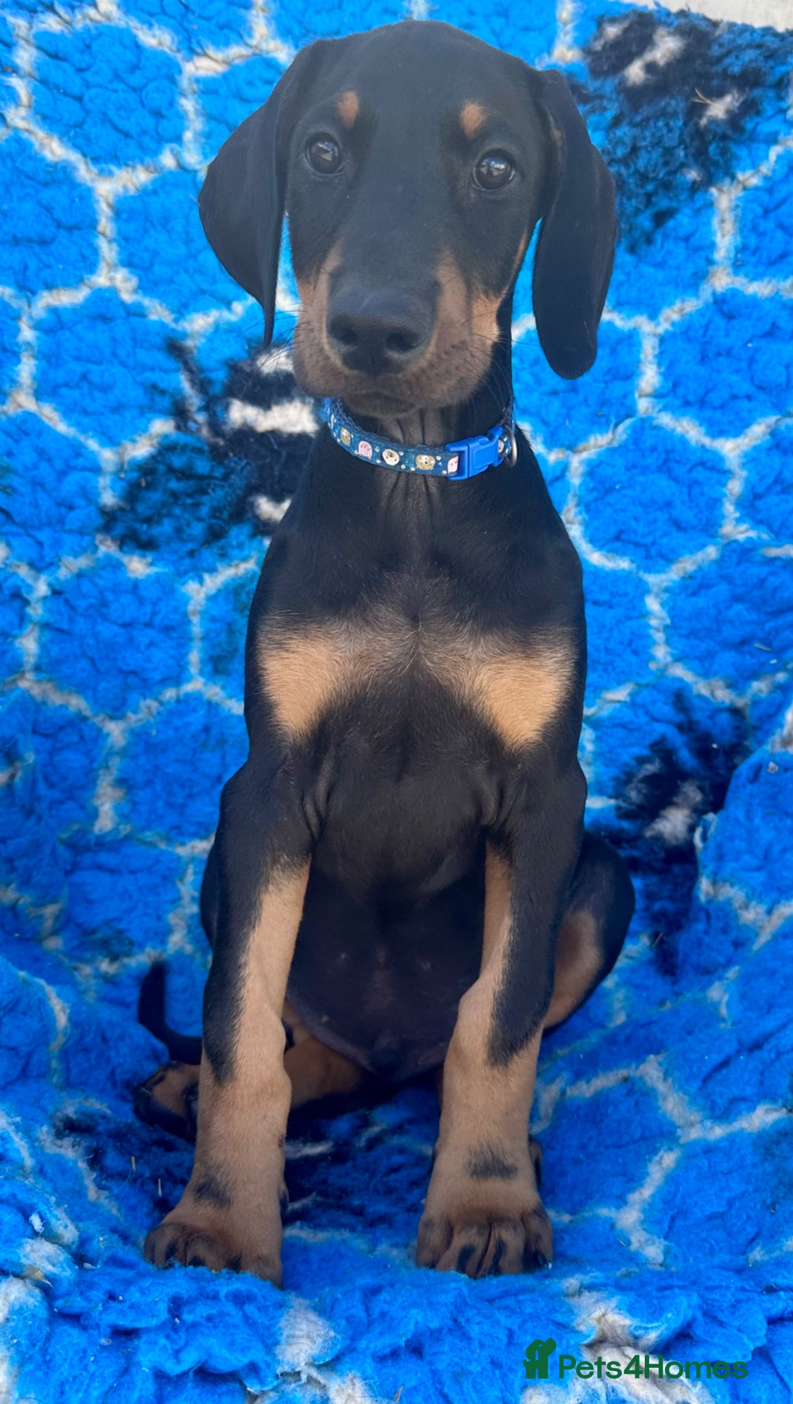 Dobermann dogs KC registered health tested Dobermann puppies  - Advert 1