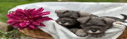 Miniature Schnauzer dogs for sale: Gorgeous kc reg miniature schnauzers ready now  - Advert 16