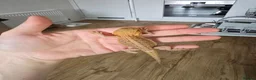 Bearded Dragon reptiles for sale: Ready for homes - Baby Bearded Dragons  - Advert 8