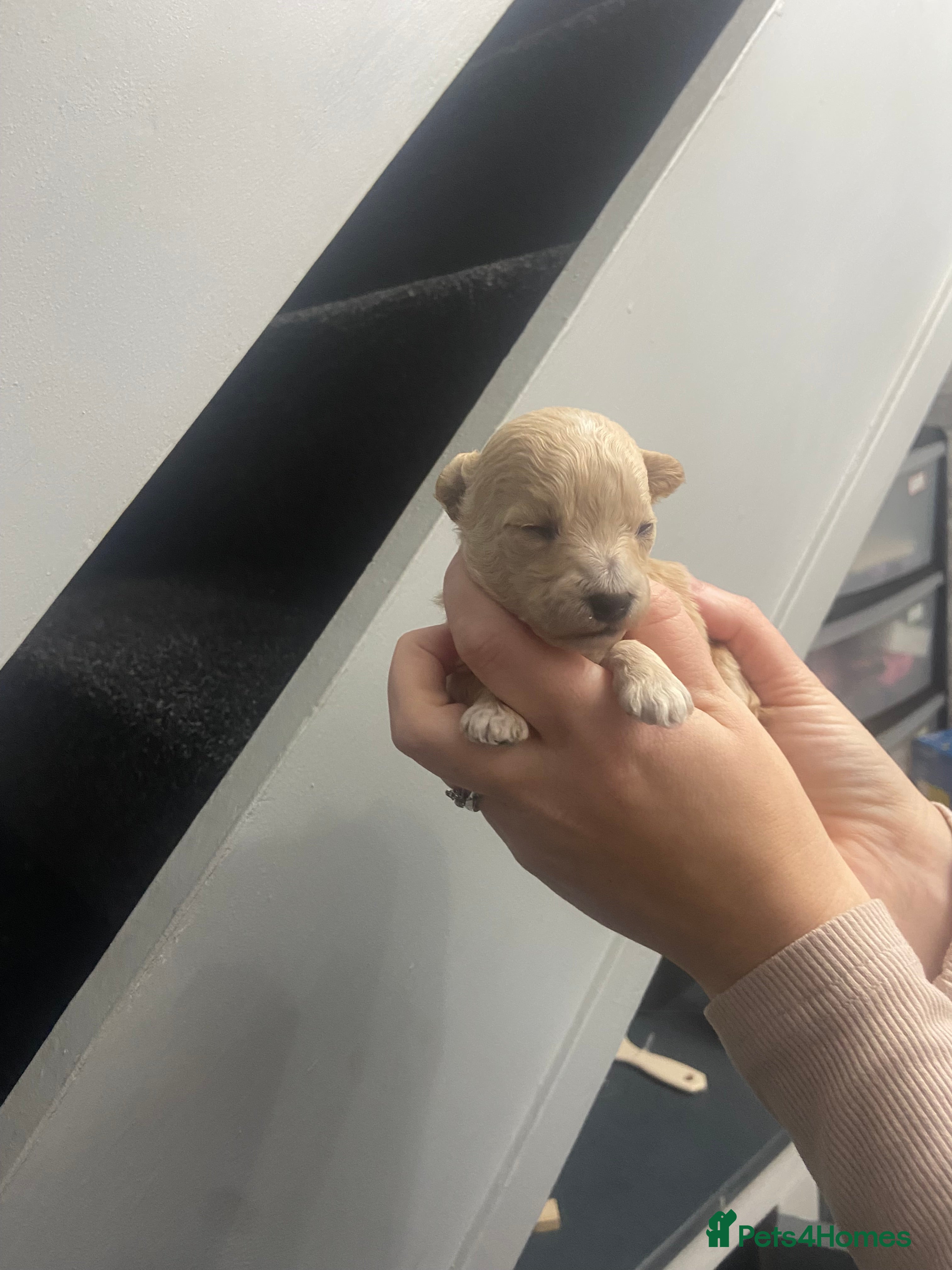 Poochon dogs F1 Tiny poochons,champion bloodline parents  - Advert 1