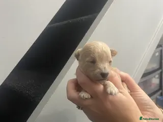 Poochon dogs F1 Tiny poochons,champion bloodline parents - Advert 6