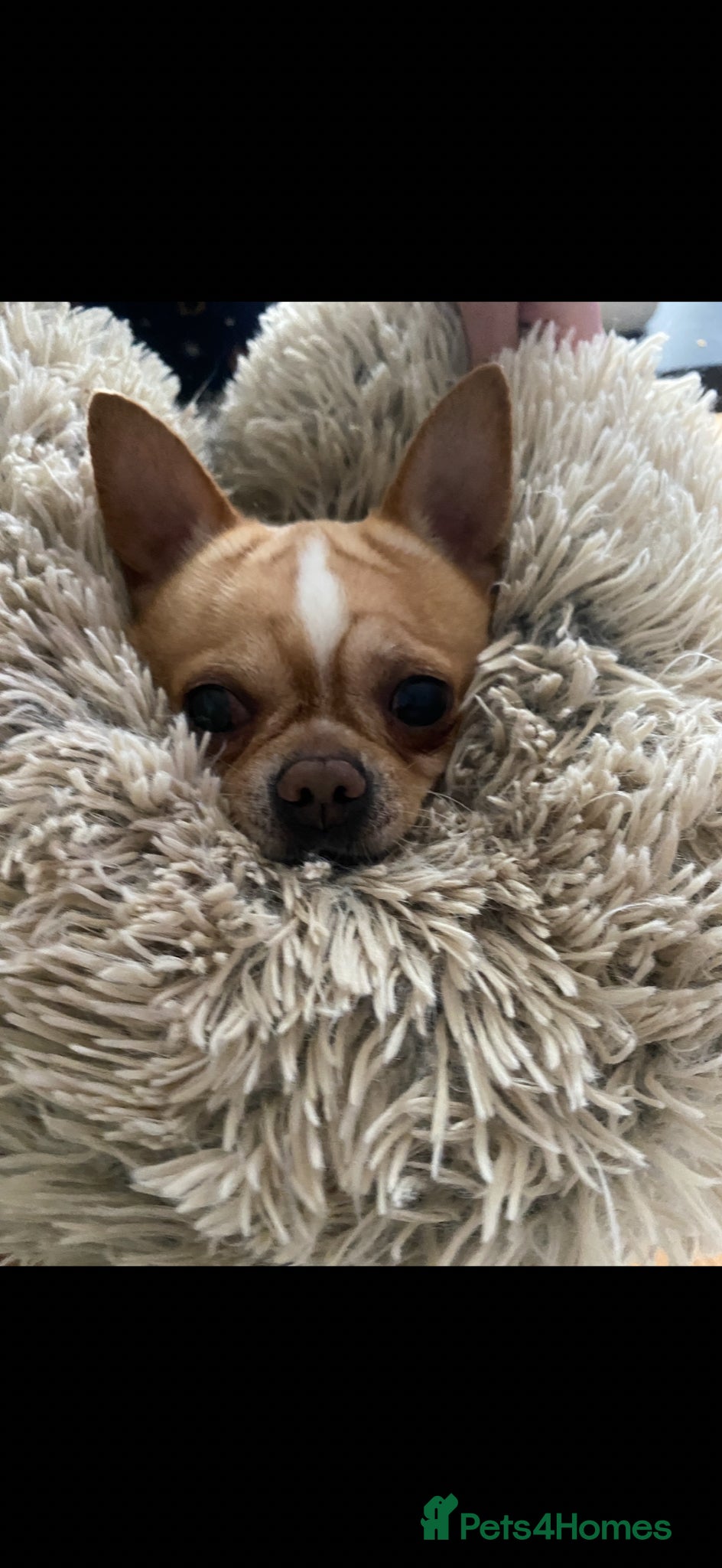 Chihuahua dogs Chihuahua  - Advert 1