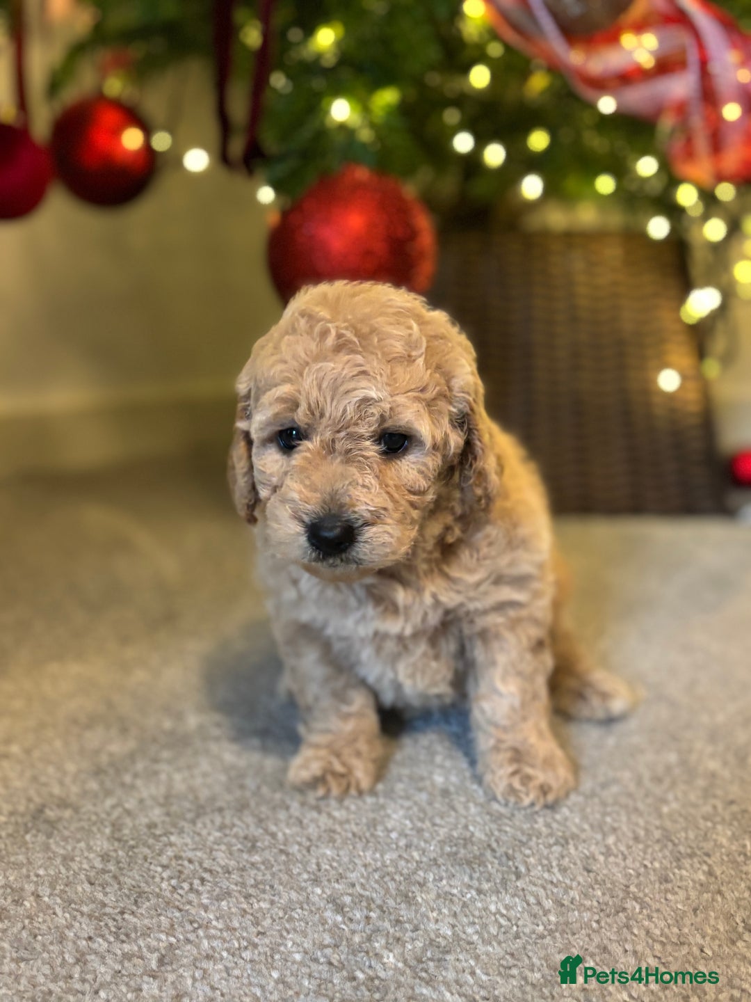 Mini Goldendoodle dogs for sale: F2 mini golden doodle puppies.  - Advert 5