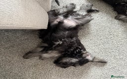 Miniature Schnauzer dogs for sale: Ready for our forever home’s miniature schnauzers  - Image 33