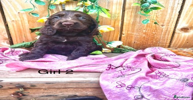 Sprocker dogs - Advert 12