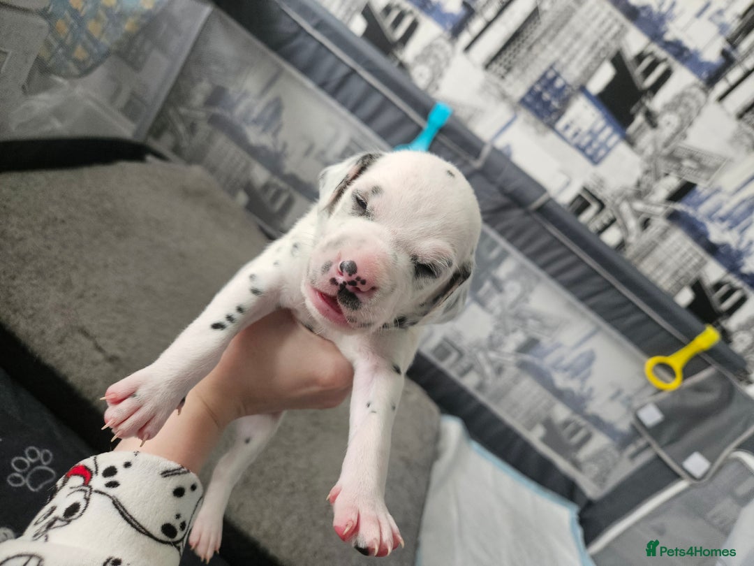 Dalmatian dogs for sale: beautiful dalmatian puppies - Advert 17