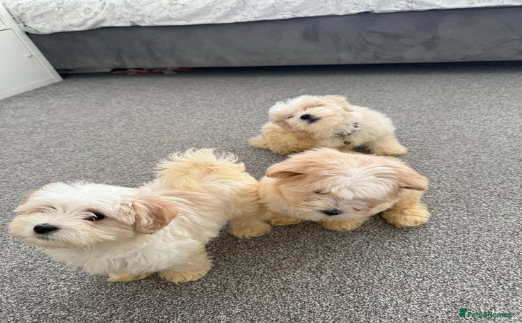 Bichon Frise dogs Bichon puppies for sale - Advert 13