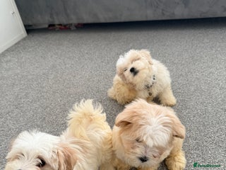 Bichon Frise dogs Bichon puppies for sale - Advert 12