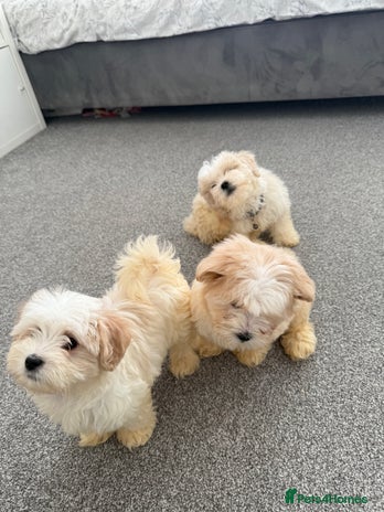 Bichon Frise dogs Bichon puppies for sale - Advert 13