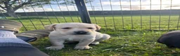 Labrador Retriever dogs for sale: Golden Labrador puppy  in Petworth - Advert 9