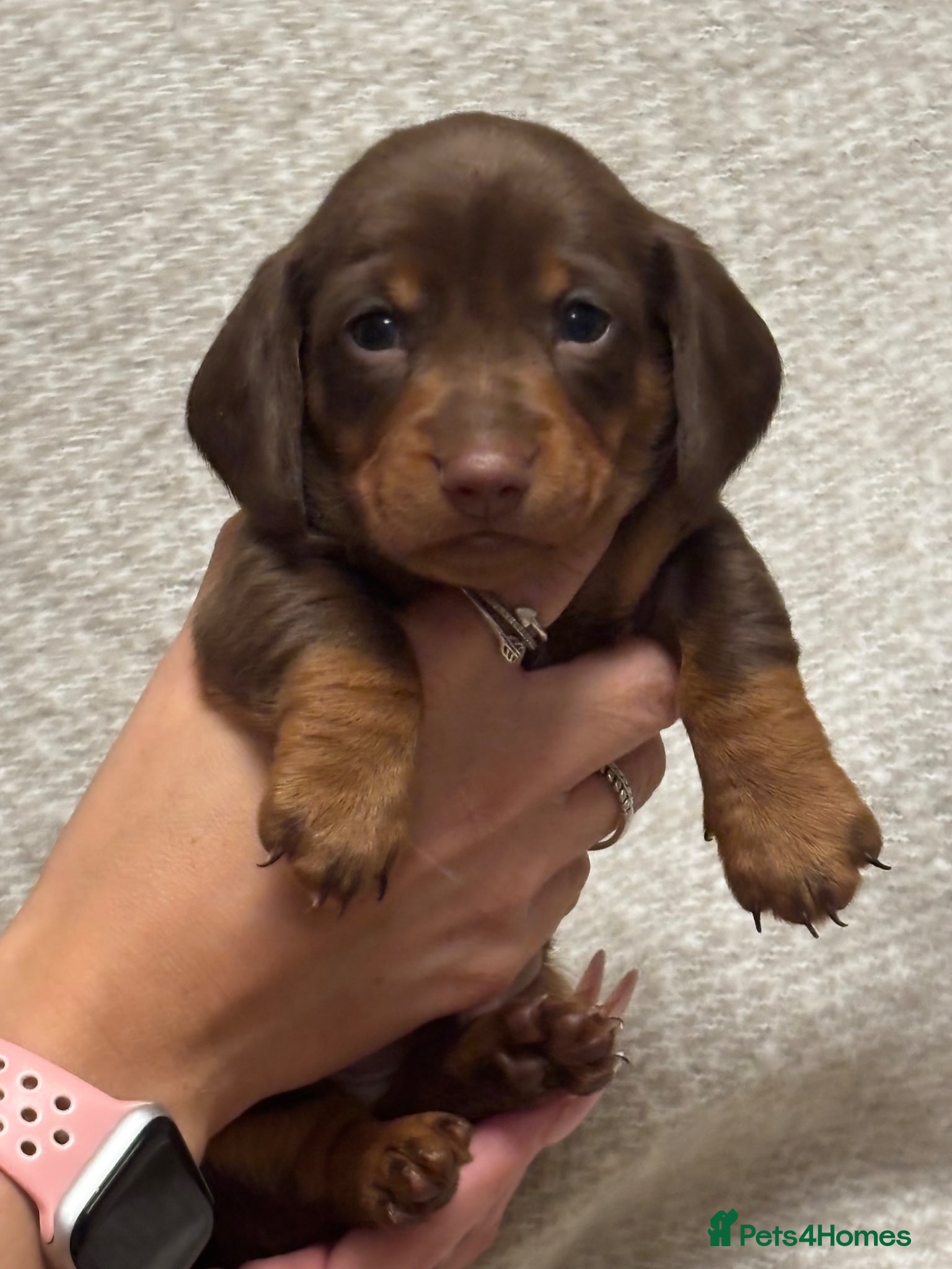 Miniature Dachshund dogs Stunning miniature dachshund puppies 5 LEFT - Advert 1