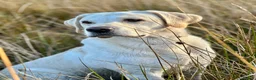 Labrador Retriever dogs for stud: Yellow Working Labrador Gundog HEALTH TESTED in Chorley - Advert 2