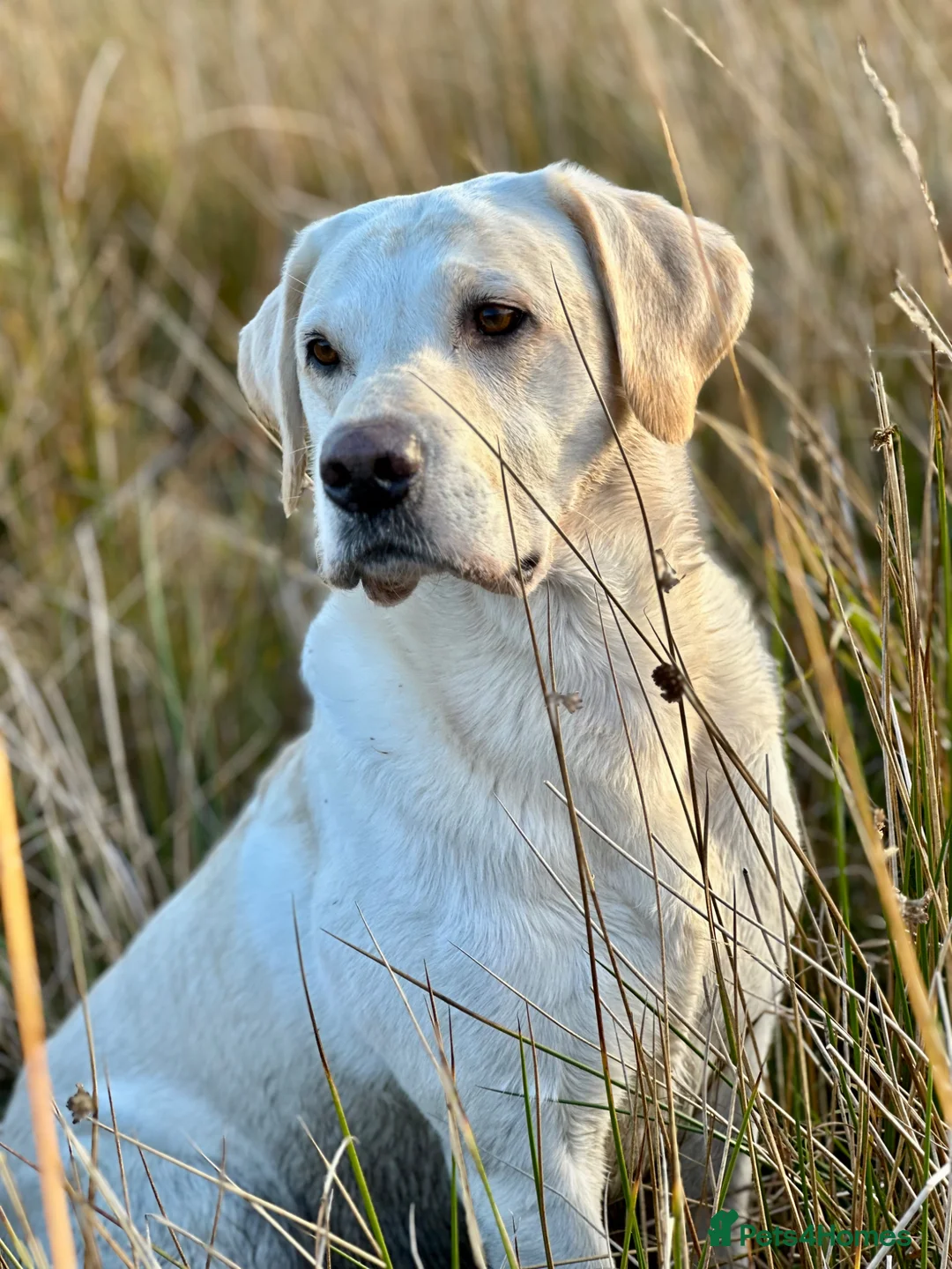 Labrador Retriever dogs for stud: Yellow Working Labrador Gundog HEALTH TESTED in Chorley - Advert 2