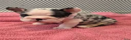 French Bulldog dogs for sale: Open for offer  French Bulldog with papers - Advert 18