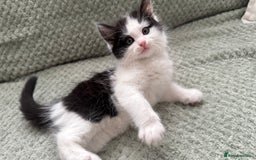 Domestic Shorthair cats for sale: Beautiful and adorable kittens for sale☺️ - Image 18