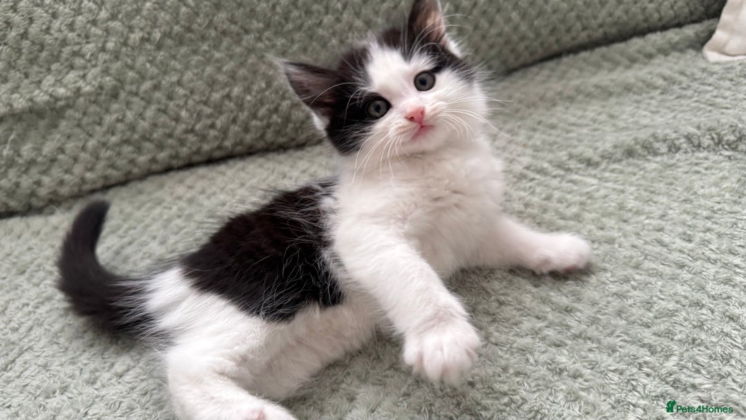 Domestic Shorthair cats for sale: Beautiful and adorable kittens for sale☺️ - Image 18