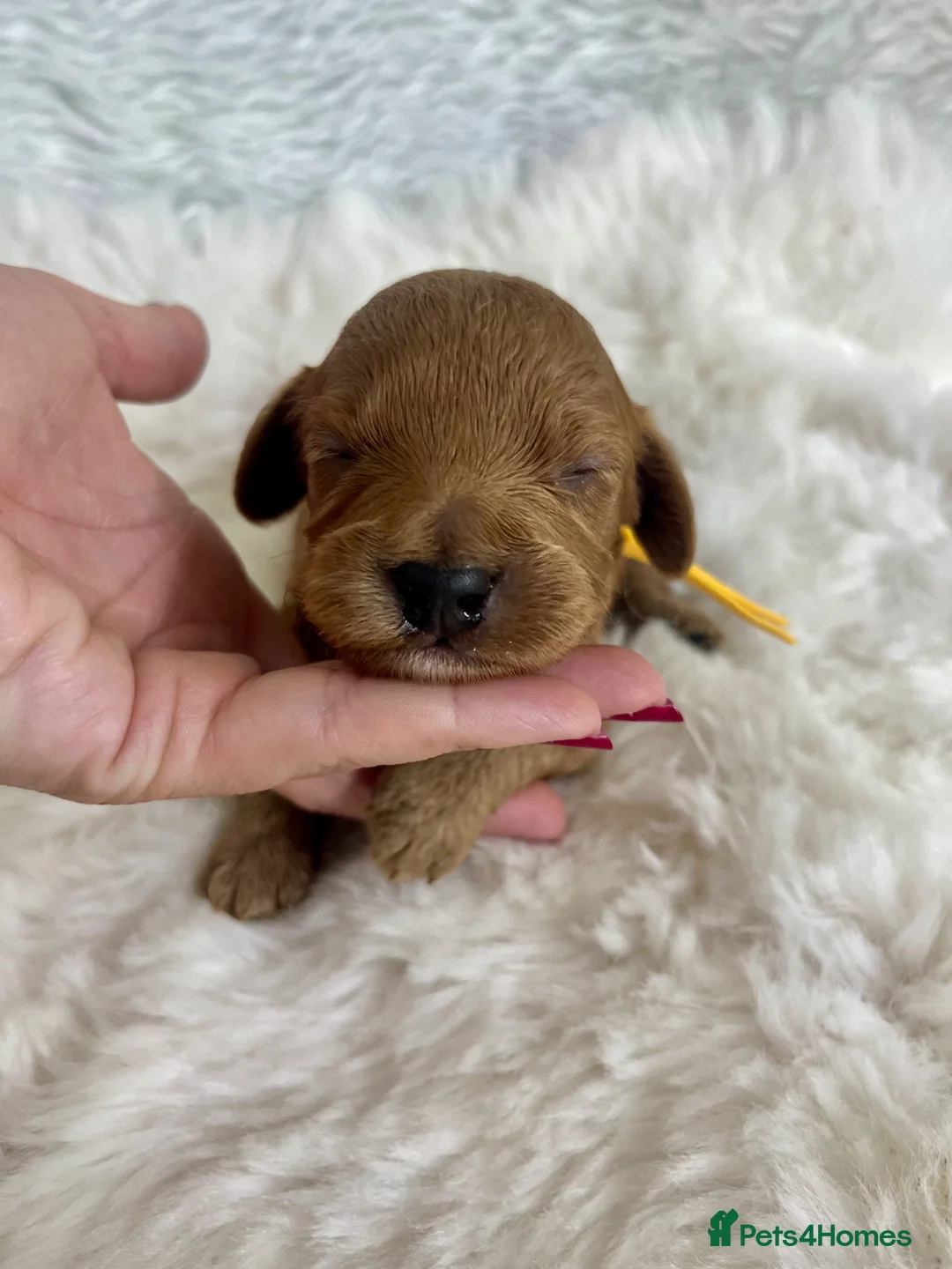 Cavapoo dogs for sale: Top quality, health tested F1b Cavapoo babies - Advert 2