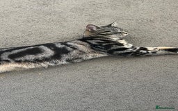 Abyssinian cats for sale: Hi i have two beautiful cat - Image 3