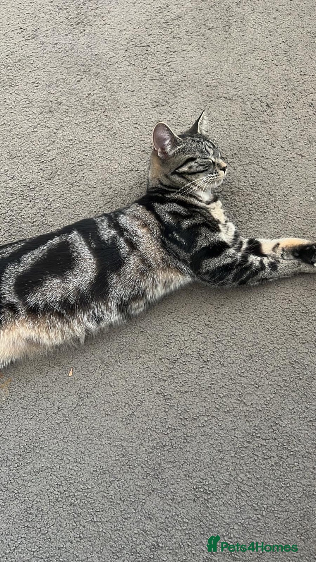 Abyssinian cats for sale: Hi i have two beautiful cat - Image 3