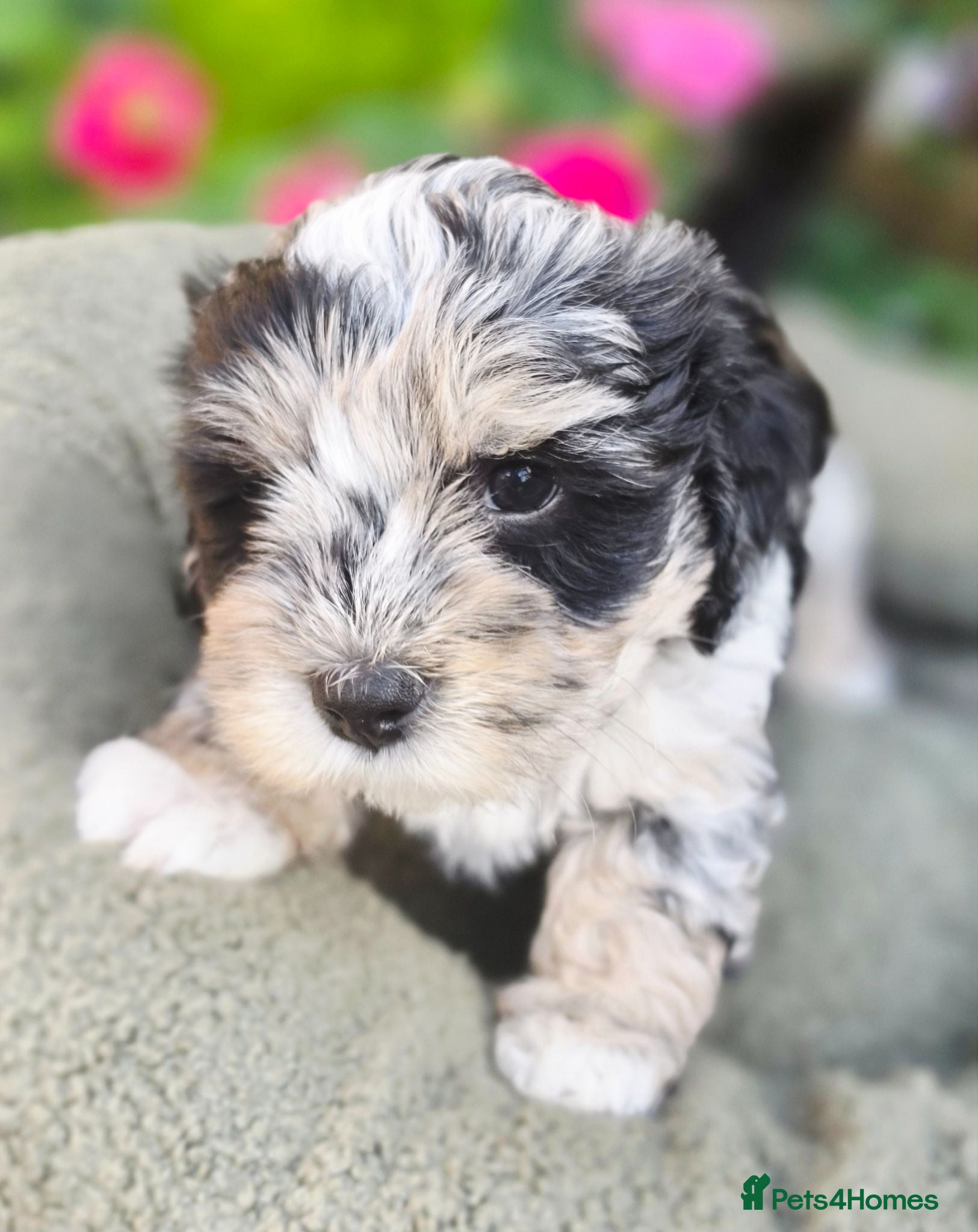 Mixed Breed dogs Cockapoo x Lhasa Apso Teddy Bear Puppies Ready Now - Advert 1