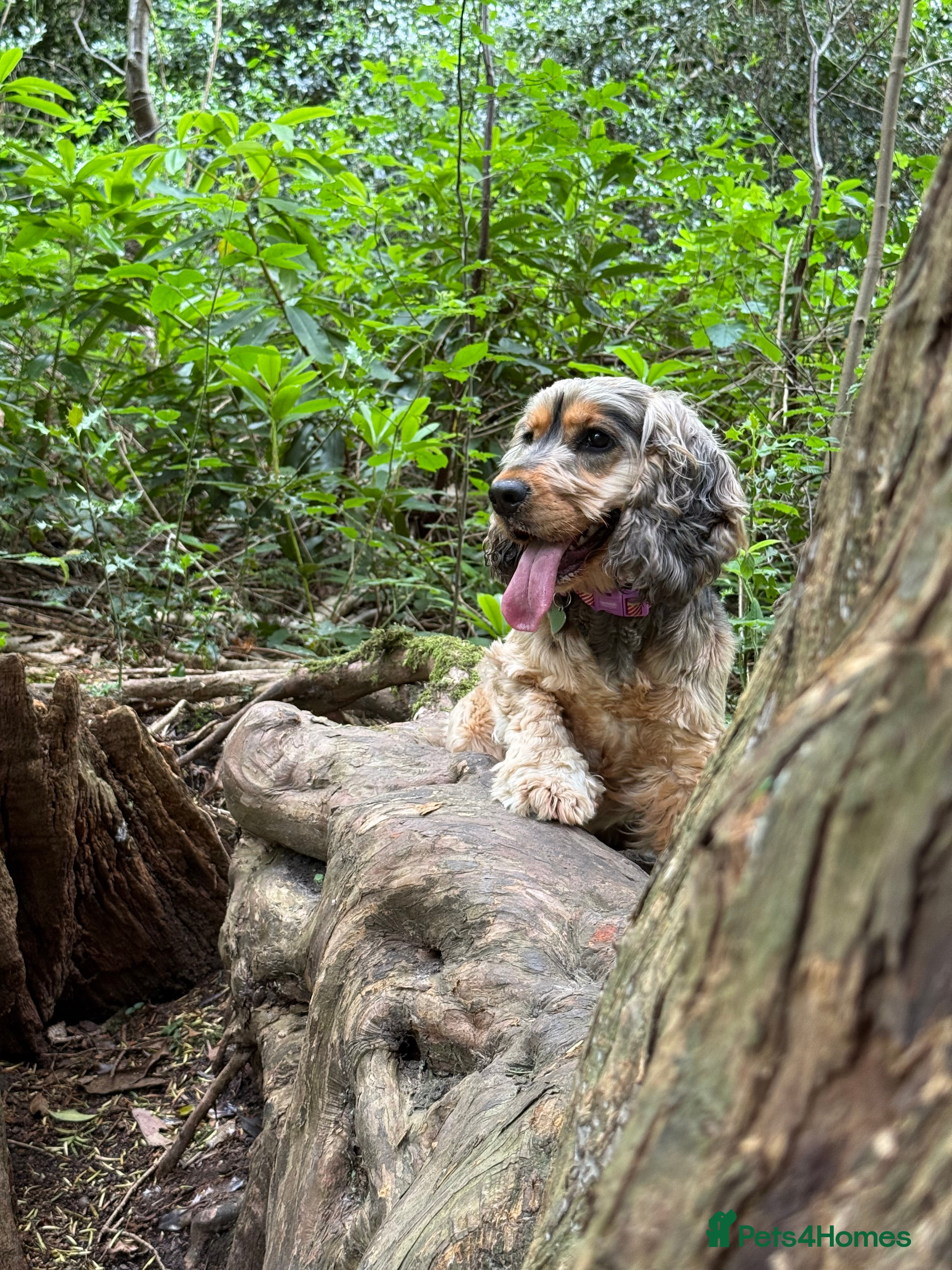 Cocker Spaniel dogs 3 year old cocker (Fern) - Advert 1